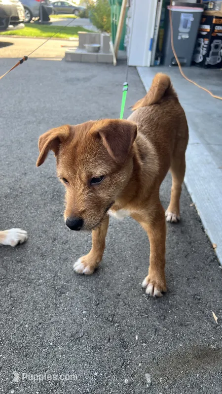 Lucky – Shiba Inu, Chihuahua puppy for sale in Elk River, MN