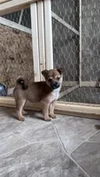 Bi Bi, a female Shiba Inu and Chihuahua for sale in Otsego, MN – 3 of 6