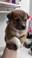 Mu Mu, a female Shiba Inu and Chihuahua for sale in Otsego, MN – 5 of 6