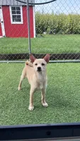 Snow Pea, a female Shiba Inu and Chihuahua for sale in Otsego, MN – 2 of 6