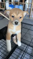 Mu Mu, a female Shiba Inu and Chihuahua for sale in Otsego, MN – 3 of 6