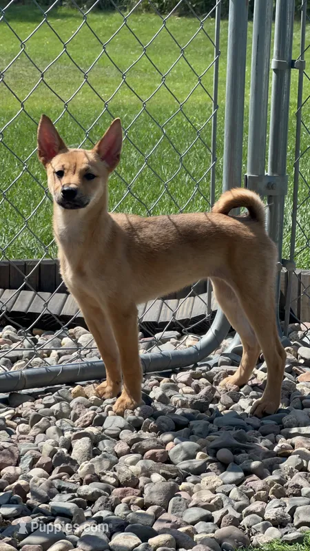 Sahara – Shiba Inu, Chihuahua puppy for sale in Otsego, MN