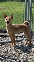 Sahara, a female Shiba Inu and Chihuahua for sale in Otsego, MN – 1 of 6