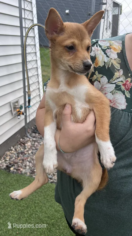 Mu Mu – Shiba Inu, Chihuahua puppy for sale in Otsego, MN