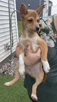 Mu Mu, a female Shiba Inu and Chihuahua for sale in Otsego, MN – 1 of 6