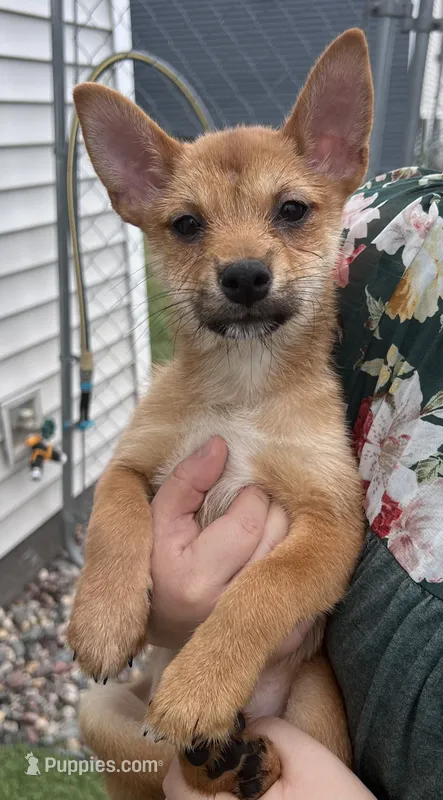 Bi Bi – Shiba Inu, Chihuahua puppy for sale in Otsego, MN