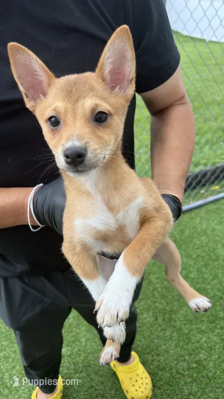 Mu Mu – Shiba Inu, Chihuahua puppy for sale in Elk River, MN