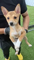 Mu Mu, a female Shiba Inu and Chihuahua for sale in Otsego, MN – 2 of 6