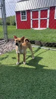 Cinco, a male Shiba Inu and Chihuahua for sale in Otsego, MN – 2 of 6