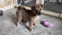 Lucky, a male Shiba Inu and Chihuahua for sale in Otsego, MN – 3 of 4