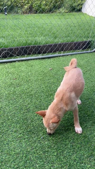Snow Pea, a female Shiba Inu and Chihuahua for sale in Otsego, MN – 6 of 6
