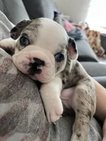 Blue, a male Frenchton for sale in Pickerington, OH – Photo 3 of 5