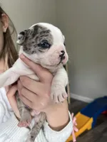 Blue, a male Frenchton for sale in Pickerington, OH – Photo 2 of 5