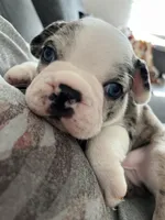 Blue, a male Frenchton for sale in Pickerington, OH – Photo 4 of 5