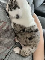 Blue, a male Frenchton for sale in Pickerington, OH – Photo 5 of 5