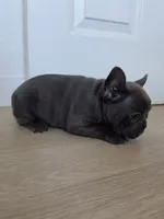 Pink , a female French Bulldog for sale in Bakersfield, CA – 3 of 10
