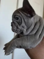 Purple lilac, a female French Bulldog for sale in Bakersfield, CA – 7 of 8