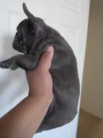Pink , a female French Bulldog for sale in Bakersfield, CA – 7 of 10
