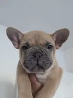 Blue , a male French Bulldog for sale in Bakersfield, CA – 7 of 7