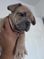 Red , a male French Bulldog for sale in Bakersfield, CA – 5 of 10