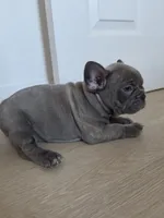 Purple lilac, a female French Bulldog for sale in Bakersfield, CA – 6 of 8