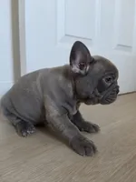 Purple lilac, a female French Bulldog for sale in Bakersfield, CA – 4 of 8