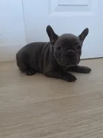 Pink , a female French Bulldog for sale in Bakersfield, CA – 4 of 10