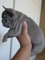 Purple lilac, a female French Bulldog for sale in Bakersfield, CA – 2 of 8