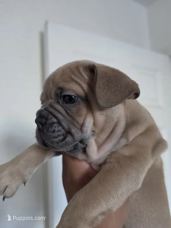 Red  – French Bulldog puppy for sale in Bakersfield, CA