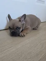 Yellow, a female French Bulldog for sale in Bakersfield, CA – 3 of 6