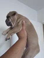 Red , a male French Bulldog for sale in Bakersfield, CA – 2 of 10
