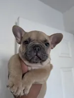 Blue , a male French Bulldog for sale in Bakersfield, CA – 4 of 7