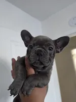 Pink , a female French Bulldog for sale in Bakersfield, CA – 6 of 10