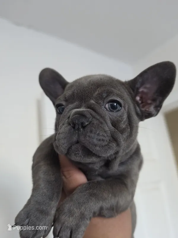Pink  – French Bulldog puppy for sale in Bakersfield, CA