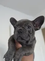 Pink , a female French Bulldog for sale in Bakersfield, CA – 1 of 10