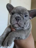 Purple lilac, a female French Bulldog for sale in Bakersfield, CA – 3 of 8
