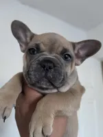 Yellow, a female French Bulldog for sale in Bakersfield, CA – 4 of 6
