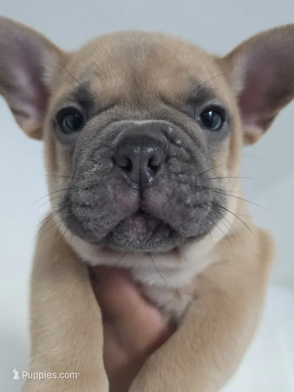 Blue  – French Bulldog puppy for sale in Bakersfield, CA