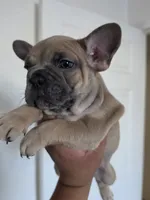 Yellow, a female French Bulldog for sale in Bakersfield, CA – 5 of 6