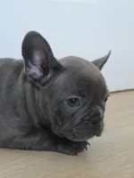 Pink , a female French Bulldog for sale in Bakersfield, CA – 2 of 10