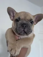 Blue , a male French Bulldog for sale in Bakersfield, CA – 2 of 7