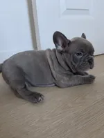 Purple lilac, a female French Bulldog for sale in Bakersfield, CA – 5 of 8