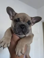 Yellow, a female French Bulldog for sale in Bakersfield, CA – 6 of 6