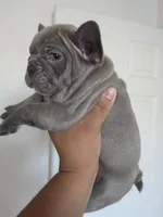 Purple lilac, a female French Bulldog for sale in Bakersfield, CA – 8 of 8