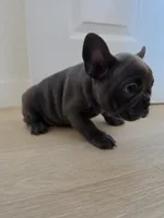Pink , a female French Bulldog for sale in Bakersfield, CA – 10 of 10