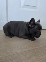 Pink , a female French Bulldog for sale in Bakersfield, CA – 5 of 10