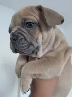 Red , a male French Bulldog for sale in Bakersfield, CA – 3 of 10