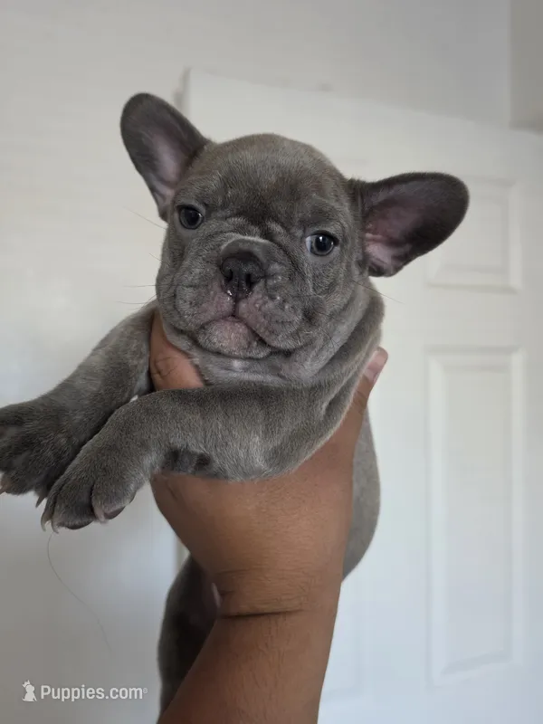 Purple lilac – French Bulldog puppy for sale in Bakersfield, CA