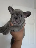 Purple lilac, a female French Bulldog for sale in Bakersfield, CA – 1 of 8