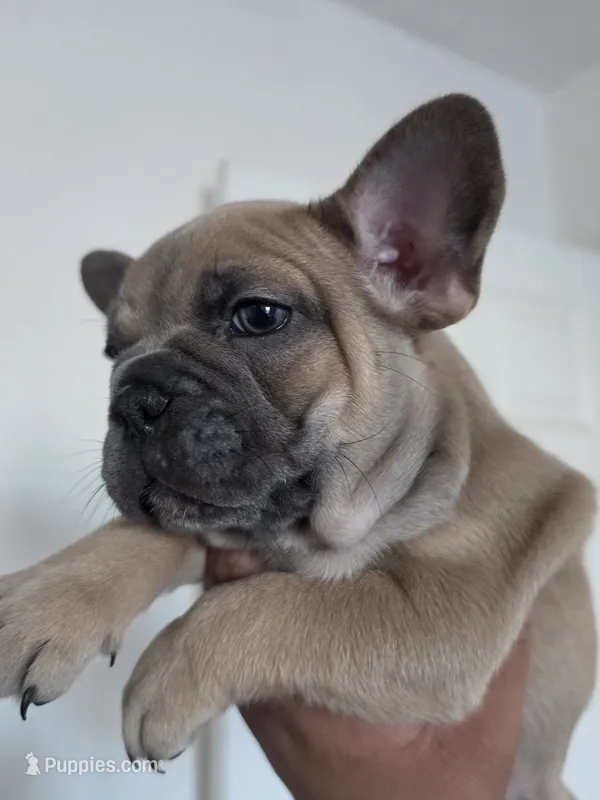 Yellow – French Bulldog puppy for sale in Bakersfield, CA